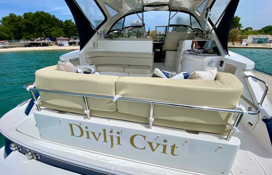 Regal 4460 Commodore Divlji Cvit
