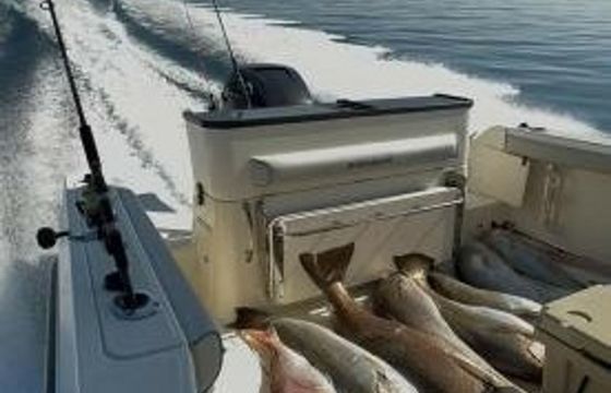 Quicksilver 805 Terapia