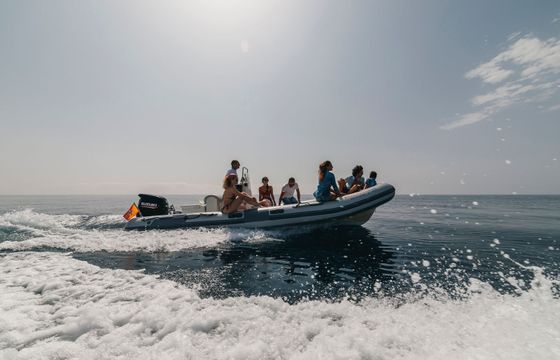 RIB 6 Sealife