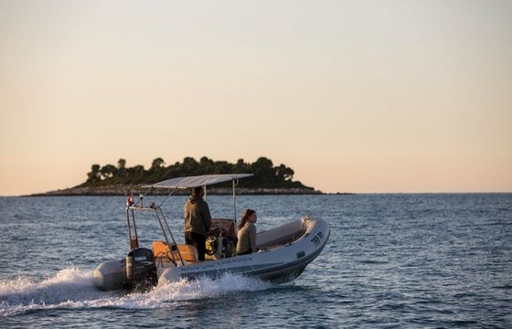 Stingher 550 Stingher