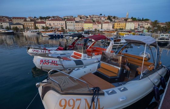 Shark 23 Leonarda