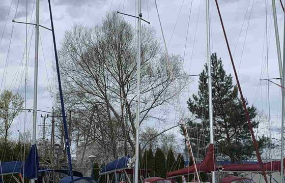 Tango 33 Midori