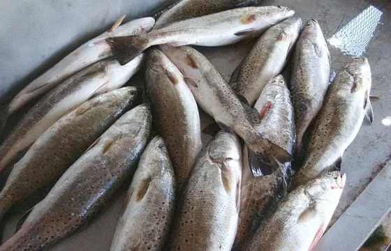 Guided Fishing Charters On 23' Center Console In Galveston, Texas