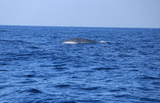 Sea Giants & Playful Pods: Mirissa Whale & Dolphin Watching Tour