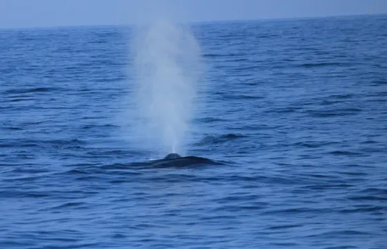 Sea Giants & Playful Pods: Mirissa Whale & Dolphin Watching Tour