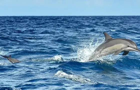 Dolphin Watching in Kalpitiya, Sri Lanka