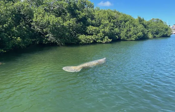 23ft Sunset Eco Boat Tour