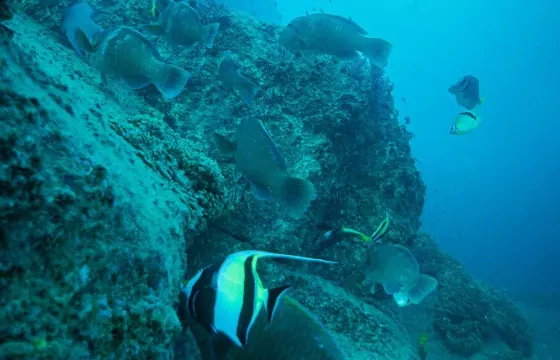Snorkeling in San José del Cabo