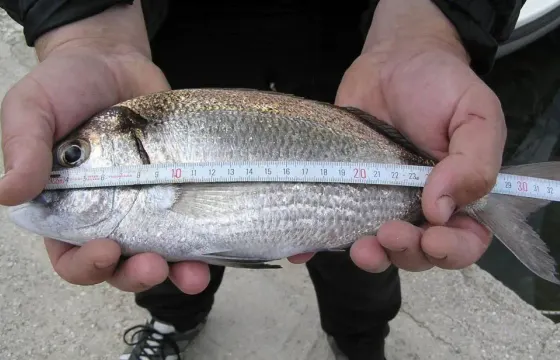 Unique Fishing Experience In Pula