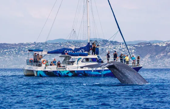 Catamaran with Underwater Viewing Pods for 5-Star Whale Watching in Dana Point