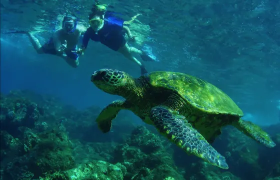 Turtle Safari Tour with snorkeling equipment