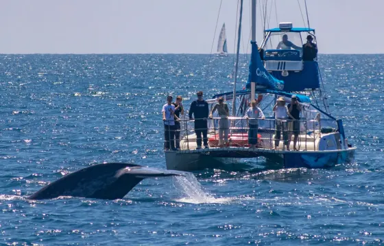 Catamaran Sailboat for Up-Close Whale Watching in Dana Point
