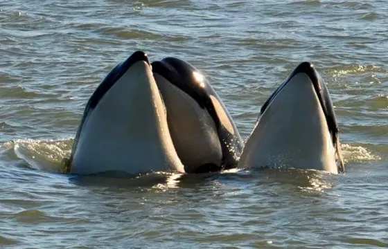 38'  Boat Tour in Eastsound, Washington