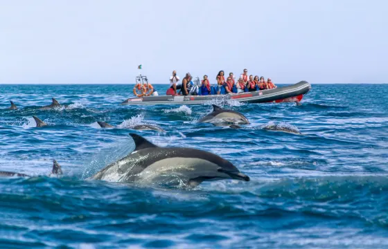 Lagos: Private RIB Dolphin watching and Benagil Caves