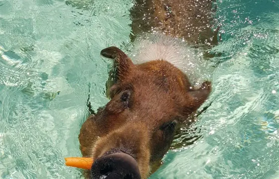 Pigs, Turtles, Snorkeling Beach Day