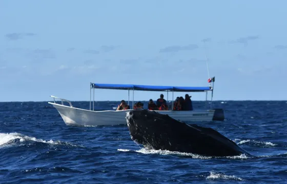 26ft Panga Whale Watching in Cabo San Lucas - 2 Hour Tour with Captain