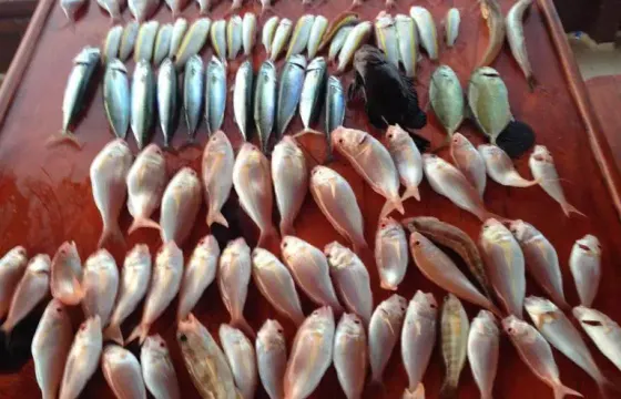 KEMER: Fishing Tour With Meal