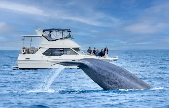 5-Star Whale Watching on Upscale Motor Yacht in Dana Point