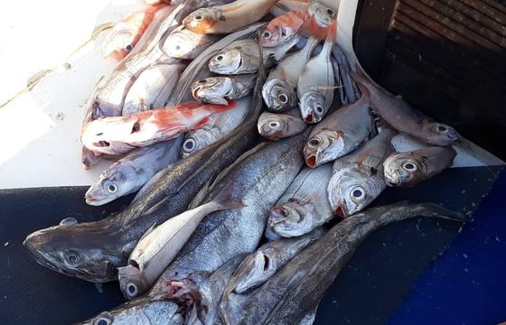 Boston Whaler Fisherman rental in Salento - Big Game Fishing