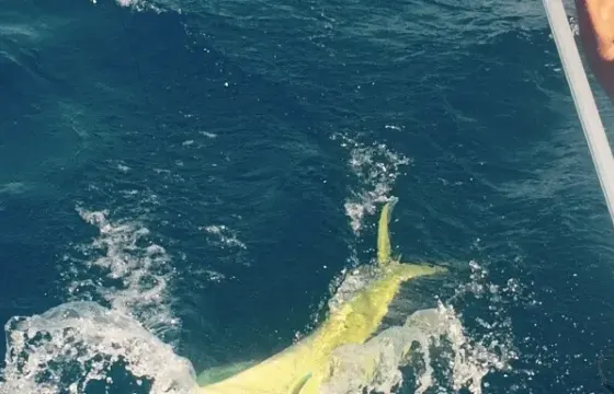 Boston Whaler Fisherman rental in Salento - Big Game Fishing