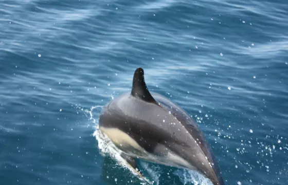 Boat Tour for 5 Person on Atlantic Ocean - The Highlight of your Holidays!
