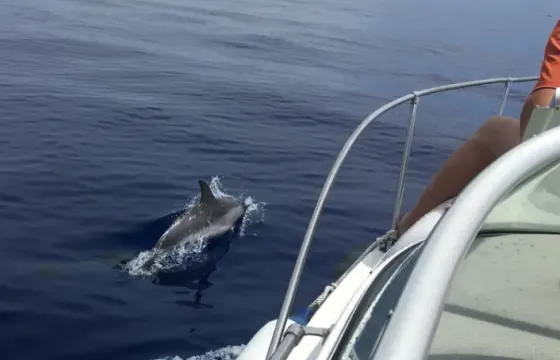 23' Bayliner Ciera Cuddy Cabin Rental In Madeira Islands, Portugal