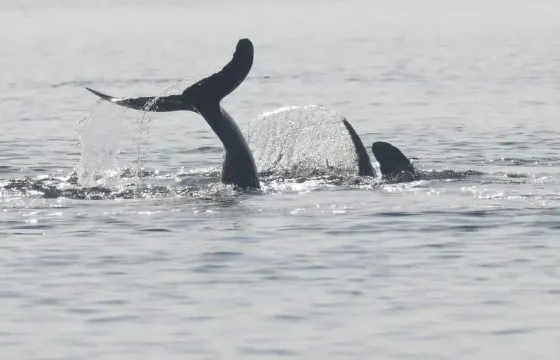 DOLPHIN COASTAL EXPEDITION TOUR