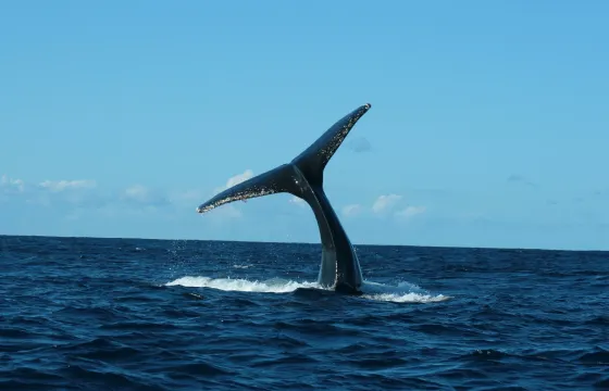 Whale Watching Group Tour out of San Jose del Cabo, Mexico