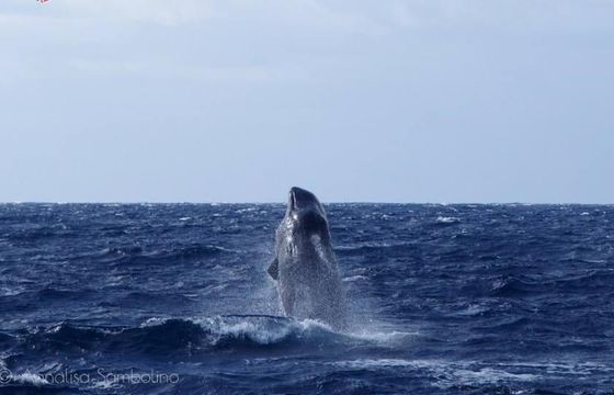 Dolphin and Whale Watching on a Sailing Catamaran from Funchal, Madeira