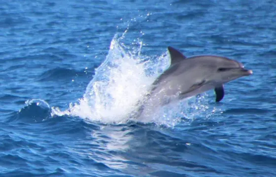 Dolphin and Whale Watching on a Sailing Catamaran from Funchal, Madeira