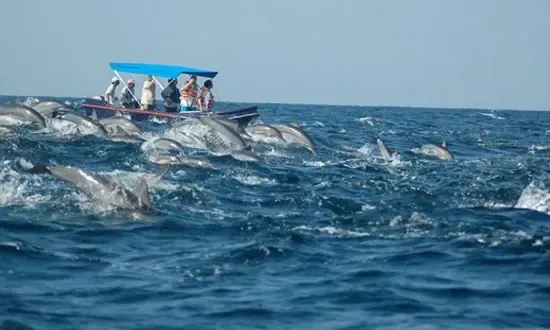 Dolphin Tour in Kudawa