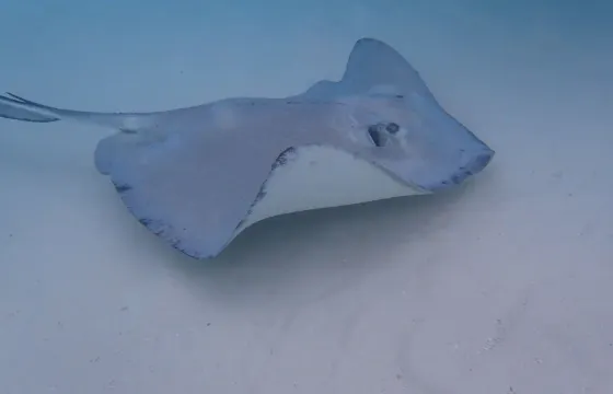 46ft Newton Private Boat Cruise In Cayman Islands - Your Day Your Way!