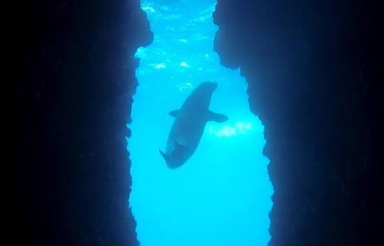Sunken Plane Dive and Other Dives in Kusadasi