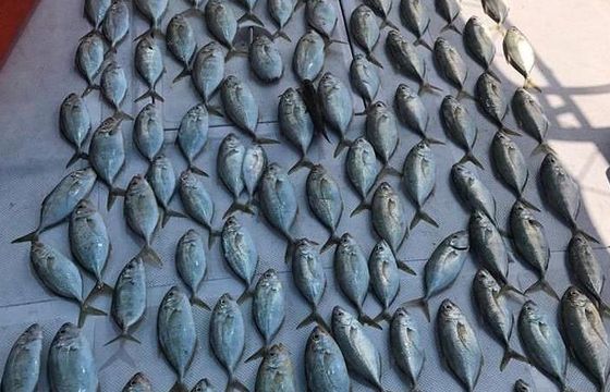 Experience Deep Sea Fishing in Abu Dhabi-Book now