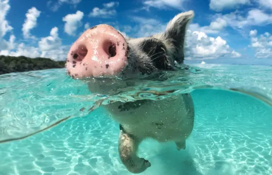 Rose island 4 islands tour , Swim with pigs , Turtles and Snorkel Coral Reefs