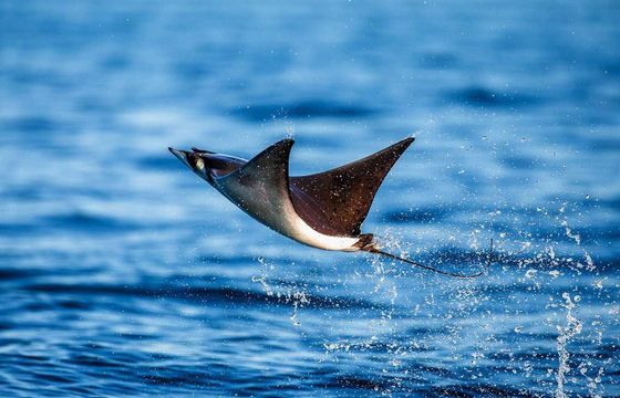 Private Mobula Ray Snorkel: San Jose del Cabo, BCS