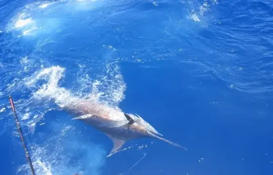 Fishing Charter On 48ft 'Reel Adiction' Yacht In Somerset Village, Bermuda
