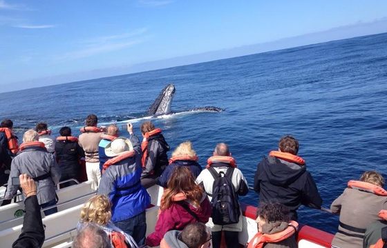 'Damara' Boat Whale & Dolphin Watching in Plettenberg Bay, Western Cape, South Africa