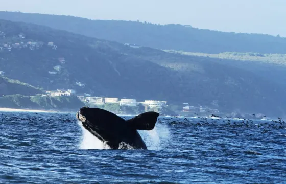 'Damara' Boat Whale & Dolphin Watching in Plettenberg Bay, Western Cape, South Africa