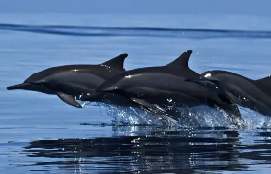 Dolphin Watching in Trincomalee