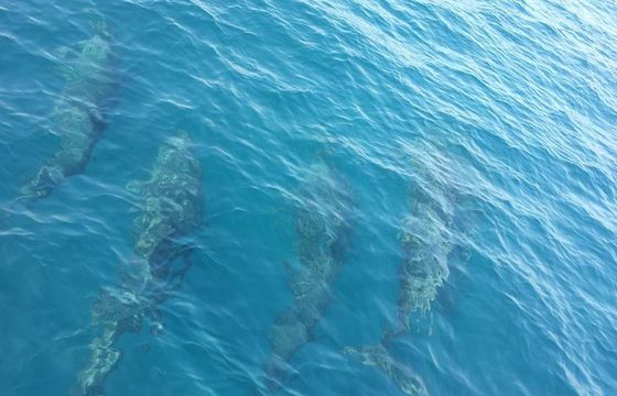Private Speed Boat Whale watching Tour