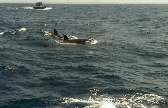 Private Speed Boat Whale watching Tour