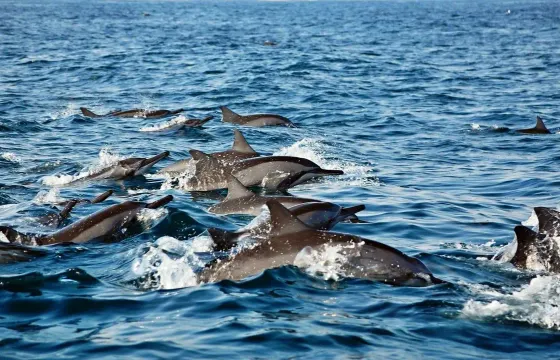 Musandam Khasab overnight tour from Dubai with Dolphin Khasab Tours in Oman