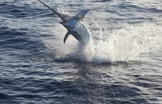 Boat Fishing Charter 'Graal Jezera'  in Jezera