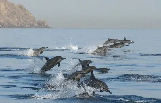 Dolphin Watching Tours - Muscat, Oman.