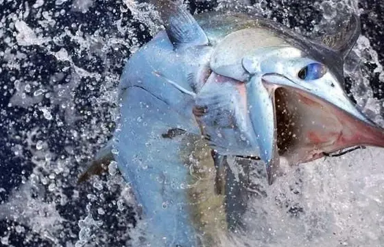 Fishing Charter On 38' Gulf Craft Maldives Yacht In Malé, Maldives