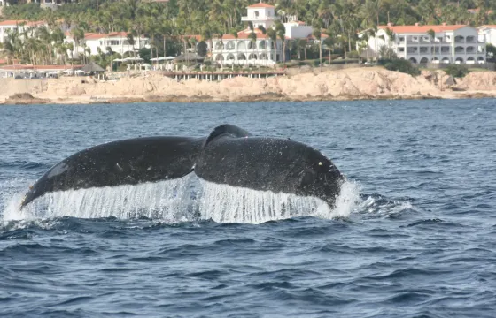 Private Whale Watching out of San José del Cabo