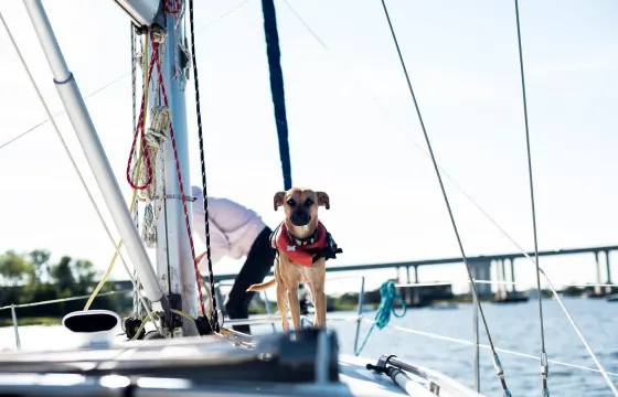 Luxury BYOB Sailing in the Charleston Harbor