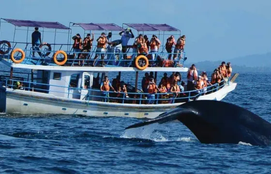 Thrilling 4-Hour Whale Watching Adventure in Mirissa, Sri Lanka
