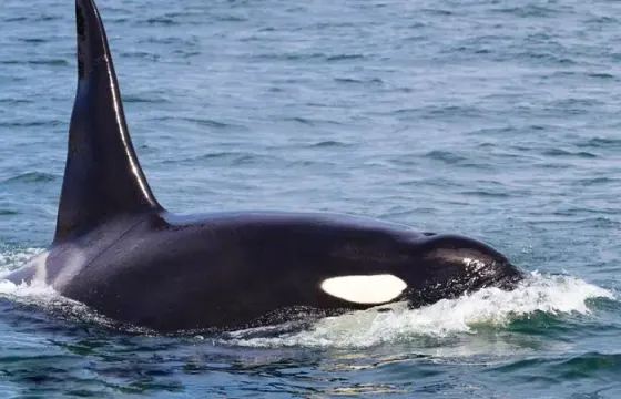 Whale Watching Tours in Eastsound, Washington